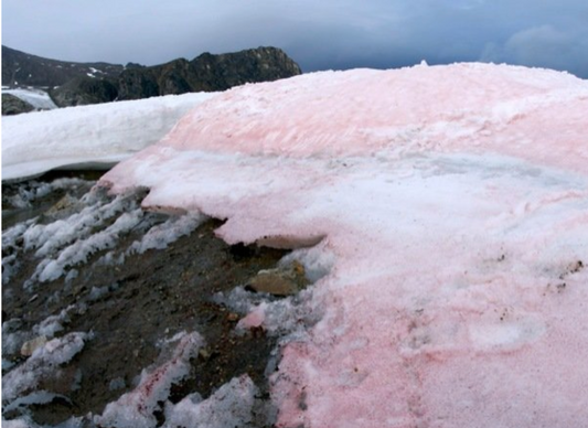 SNOW ALGAE – THE FOUNTAIN OF YOUTH